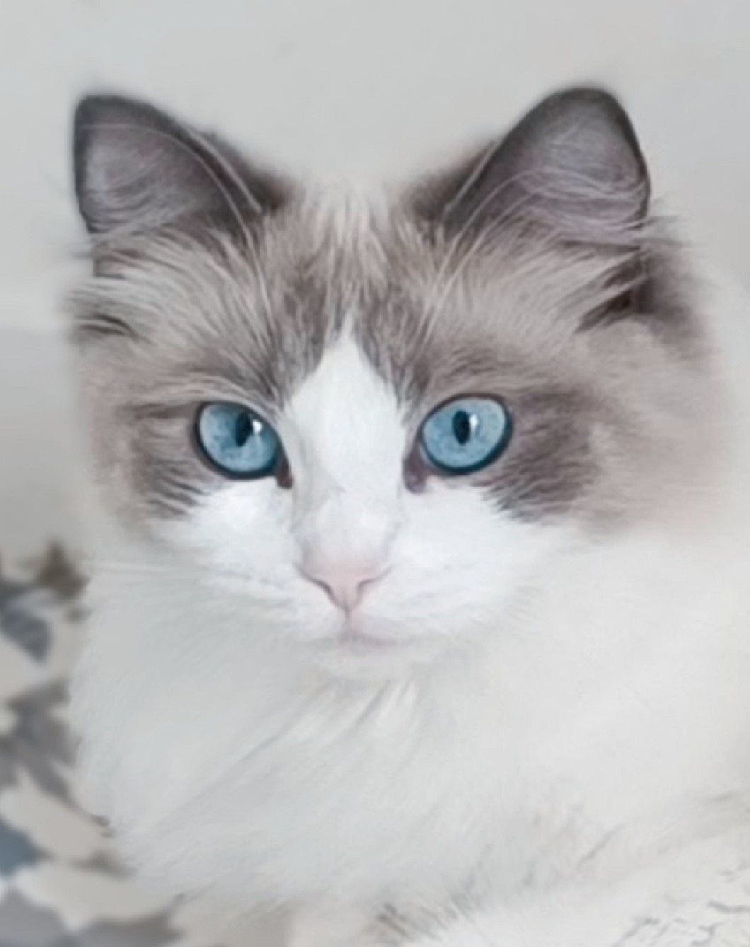 Armonie
